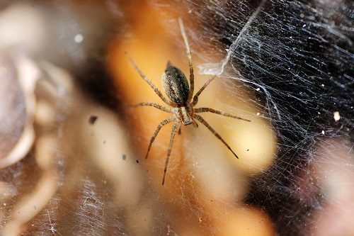 Fear of Spiders Hypnotherapy